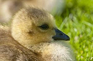 <b class=qtipBold><figcaption>Canada Goose Gosling</figcaption></b><br>A closeup photograph of a Canada Goose gosling.<br><em>© Copyright 2011</em> Canada Goose Gosling