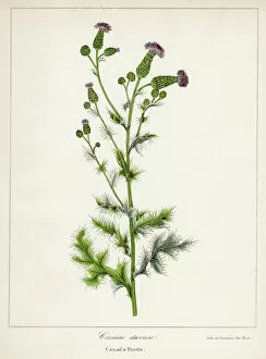 Etching Gallery: Canada thistle botanical engraving 1843