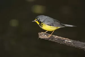 Images Dated 18th May 2014: Canada Warbler in spring plumage
