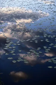 Canada. Water lilies are a family of approximately 70 species of aquatic flowering plants Canada. Water lilies are a family of approximately 70 species of aquatic flowering plants