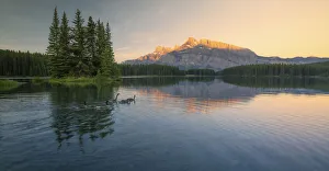 <b class=qtipBold><figcaption>Canadian Geese in Banff</figcaption></b><br>A family of Canadian geese swim through a small lake in Banff National Park, Alberta.<br><em>© 2016 Chase Dekker Wild-Life Images</em> Canadian Geese in Banff
