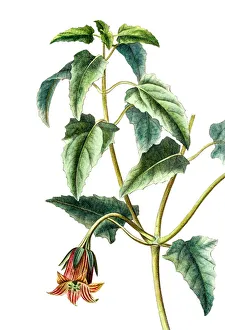 Canarina campanula, Antique Botanical Engraving Canarina campanula, Antique Botanical Engraving