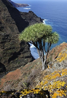 Canary Islands Dragon Tree -Dracaena draco-, coast near El Tablado, La Palma, Canary Islands, Spain, Europe Canary Islands Dragon Tree -Dracaena draco-, coast near El Tablado, La Palma, Canary Islands, Spain, Europe