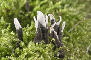 Candlestick fungus -Xylaria hypoxylon-, Baden-Wurttemberg, Germany Candlestick fungus -Xylaria hypoxylon-, Baden-Wurttemberg, Germany