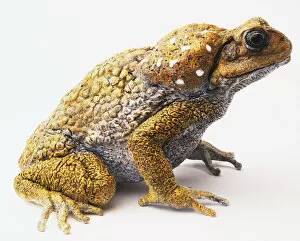 Images Dated 16th June 2007: Cane Toad (Bufo marinus)