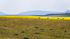 A canola farm with some sheep grazing in the field with distant mountains A canola farm with some sheep grazing in the field with distant mountains