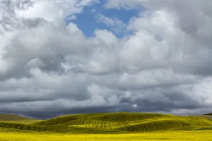 Canola field on cloudy day, Palouse, Washington State, USA Canola field on cloudy day, Palouse, Washington State, USA