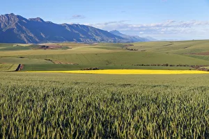 A canola and wheat farm with fields of both fields against the backdrop of the Langeberg A canola and wheat farm with fields of both fields against the backdrop of the Langeberg