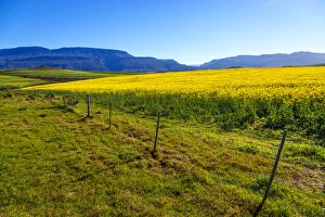 Canola and Wheat fields in the early Spring with the bold yellow colors of canola offset Canola and Wheat fields in the early Spring with the bold yellow colors of canola offset