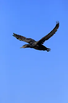Cape Cormorant or Cape Shag -Phalacrocorax capensis-, adult flying, Bettys Bay, Western Cape Cape Cormorant or Cape Shag -Phalacrocorax capensis-, adult flying, Bettys Bay, Western Cape