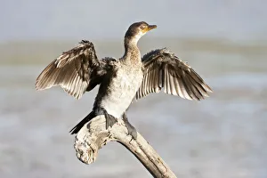 Cape cormorant or Cape shag -phalacrocorax capensis- at Wilderness National Park Cape cormorant or Cape shag -phalacrocorax capensis- at Wilderness National Park