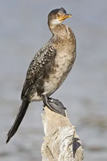 Cape cormorant -Phalacrocorax capensis-, Wilderness National Park, South Africa Cape cormorant -Phalacrocorax capensis-, Wilderness National Park, South Africa