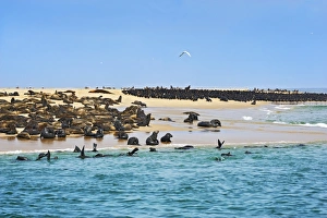 Cape Fur Seals or Brown Fur Seals -Arctocephalus pusillus- and Common Cormorants -Phalacrocorax carbo- on a sand bank Cape Fur Seals or Brown Fur Seals -Arctocephalus pusillus- and Common Cormorants -Phalacrocorax carbo- on a sand bank
