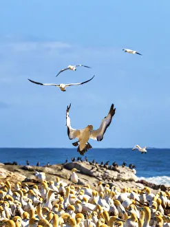 The Cape gannet, murus capensis, colony. Western Cape Province, South Africa The Cape gannet, murus capensis, colony. Western Cape Province, South Africa