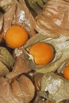 Cape gooseberry, Inca or Aztec berry, golden berry -Physalis peruviana- Cape gooseberry, Inca or Aztec berry, golden berry -Physalis peruviana-