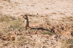 The Cape ground squirrel has black skin with a coat is made of short stiff hairs without The Cape ground squirrel has black skin with a coat is made of short stiff hairs without