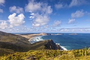 Cape Maria van Diemen, miniature flax in the foreground, which grows at Cape Reinga Cape Maria van Diemen, miniature flax in the foreground, which grows at Cape Reinga