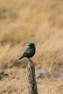 Cape Starling Gallery: Cape Starling -Lamprotornis nitens- perched on a post, Etosha National Park, Namibia