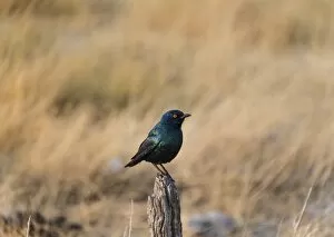 Cape Starling Gallery: Cape Starling -Lamprotornis nitens- perched on a post, Etosha National Park, Namibia