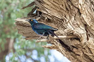 Starlings Gallery: Cape Starling Collection