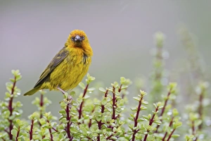 Cape weaver -Ploceus capensis- at Addo Elephant Park, South Africa Cape weaver -Ploceus capensis- at Addo Elephant Park, South Africa