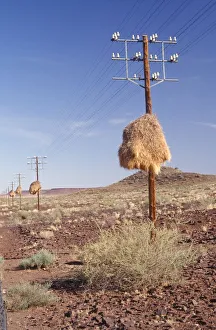 Cape Weavers Nest Site in a Telephone Pole Cape Weavers Nest Site in a Telephone Pole