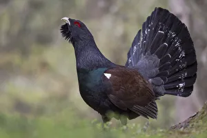 Capercaillie or Western Capercaillie -Tetrao urogallus-, displaying, Tyrolean Oberland Capercaillie or Western Capercaillie -Tetrao urogallus-, displaying, Tyrolean Oberland
