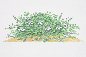 Capparis spinosa, Caper, low sprawling shrub, flowers with white petals and long purple stamens Capparis spinosa, Caper, low sprawling shrub, flowers with white petals and long purple stamens