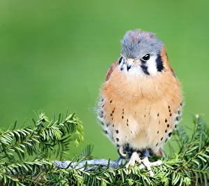 Captive American Kestrel (Falco sparverius) at Tackapausha Preserve in Seaford Captive American Kestrel (Falco sparverius) at Tackapausha Preserve in Seaford