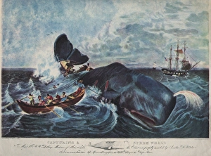 Capturing A Sperm Whale Capturing A Sperm Whale