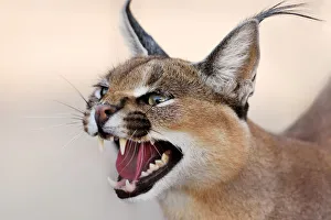 <b class=qtipBold><figcaption>Caracal Portrait</figcaption></b><br>Close-up of a Caracal in the desert in Namibia<br><em>© Dirk Freder</em> Caracal Portrait