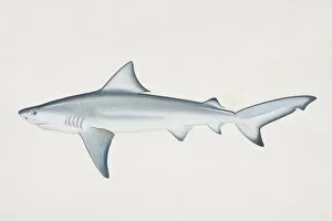Elasmobranch Gallery: Carcharhinus leucas, Bull Shark, side view