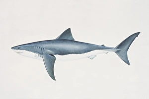 Carcharodon carcharias, White Shark, side view Carcharodon carcharias, White Shark, side view