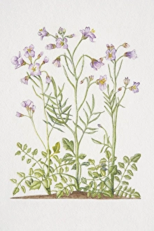Cardamine pratensis, Cuckoo Flower or Ladys Smock, flowering plants in soil Cardamine pratensis, Cuckoo Flower or Ladys Smock, flowering plants in soil