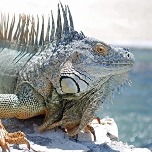 Caribbean dinosaur