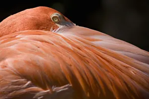 Caribbean Flamingo (Phoenicopterus ruber), close-up of head Caribbean Flamingo (Phoenicopterus ruber), close-up of head