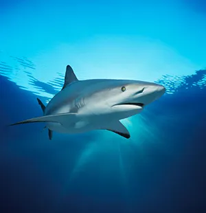 <b class=qtipBold><figcaption>Caribbean Reef Shark</figcaption></b><br>Caribbean Reef Shark (Carcharhinus perezi) Freeport, Bahamas. Image digitally altered to remove distracting or to add more interesting background. The main subject has not been altered.<br><em>© Jeff Rotman/jeffrotman.com Jeff Rotman Photography email: jeffrotman@aol.com Tel: (1)609-219-0040</em> Caribbean Reef Shark