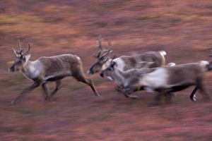 Caribou Herd, Denali National Park, Alaska Caribou Herd, Denali National Park, Alaska