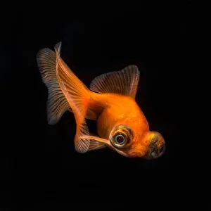 <b class=qtipBold><figcaption>caricatura</figcaption></b><br>Studio fish portrait<br><em>© 2014silversaltphoto</em> caricatura