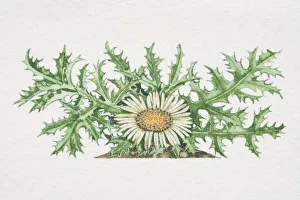 Carlina acaulis, Stemless Carline Thistle Carlina acaulis, Stemless Carline Thistle