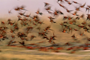 Carmine bee-eaters (Merops nubicoides) in flight (blurred motion) Carmine bee-eaters (Merops nubicoides) in flight (blurred motion)