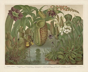 The Magical World of Illustration Gallery: Chromolithograph Illustrations