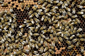 Carnolian Honeybee -Apis mellifera var. carnica-, on comb with capped brood cells Carnolian Honeybee -Apis mellifera var. carnica-, on comb with capped brood cells