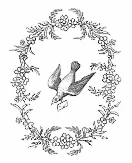 Urgent Gallery: Carrier Pigeon, 19th century