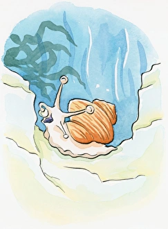 Cartoon of Common Periwinkle (Littorina littorea), an underwater sea snail using tentacle to put food in open mouth Cartoon of Common Periwinkle (Littorina littorea), an underwater sea snail using tentacle to put food in open mouth