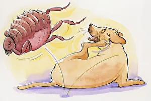 Cartoon of dog scratching as flea jumps off its back Cartoon of dog scratching as flea jumps off its back