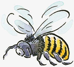 Cartoon of Honey Bee (Apis mellifera), flying Cartoon of Honey Bee (Apis mellifera), flying