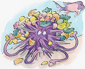 Cartoon of purple Sea Urchin (Echinoidea) using shells and seaweed debris as camouflage Cartoon of purple Sea Urchin (Echinoidea) using shells and seaweed debris as camouflage