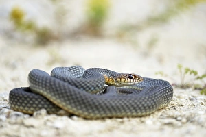 Caspian Whipsnake -Dolichophis caspius-, curled up, ready to fight, Pleven region Caspian Whipsnake -Dolichophis caspius-, curled up, ready to fight, Pleven region