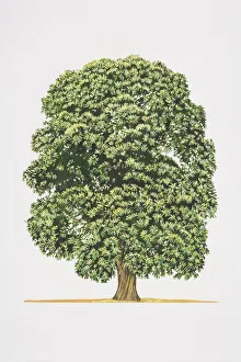 Spanish Chestnut Gallery: Castanea sativa, Spanish Chestnut or Sweet Chestnut tree